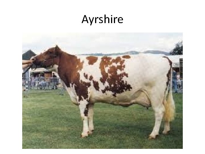 Ayrshire 