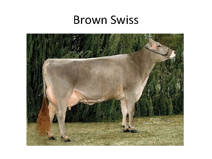 Brown Swiss 