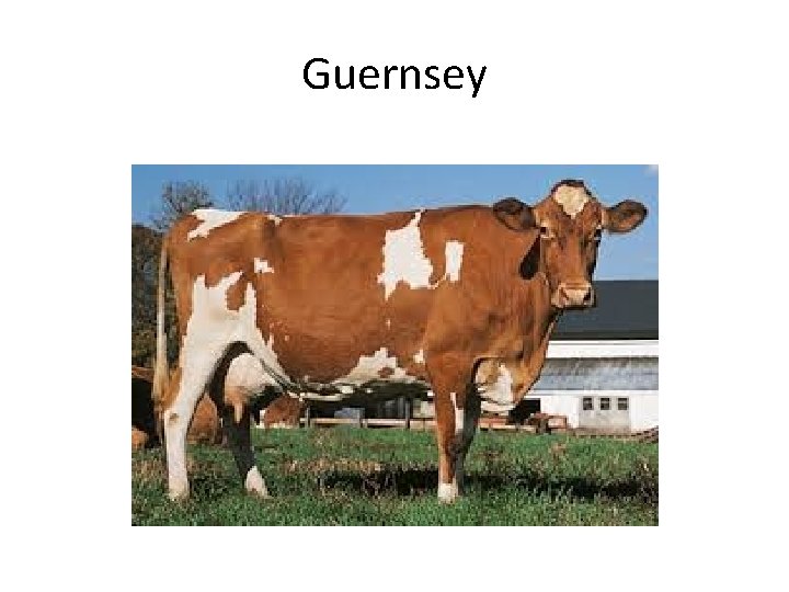 Guernsey 