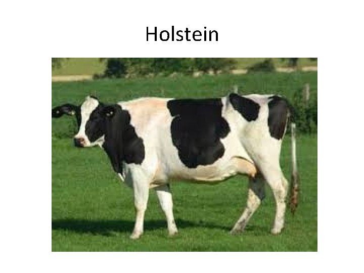 Holstein 