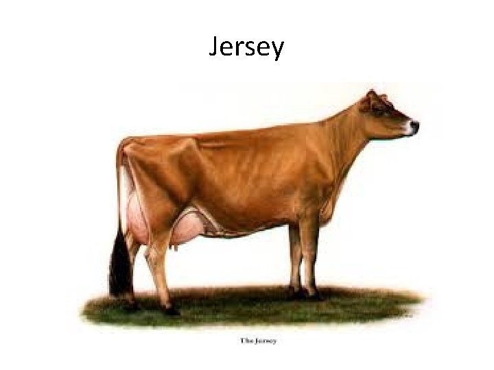 Jersey 