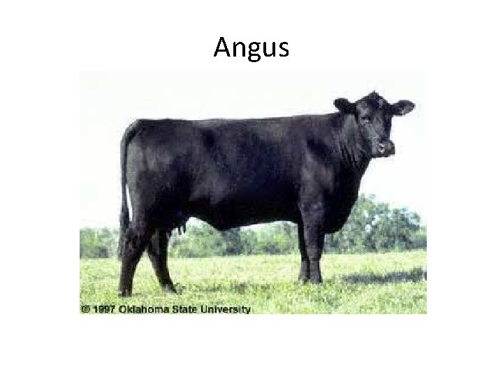 Angus 