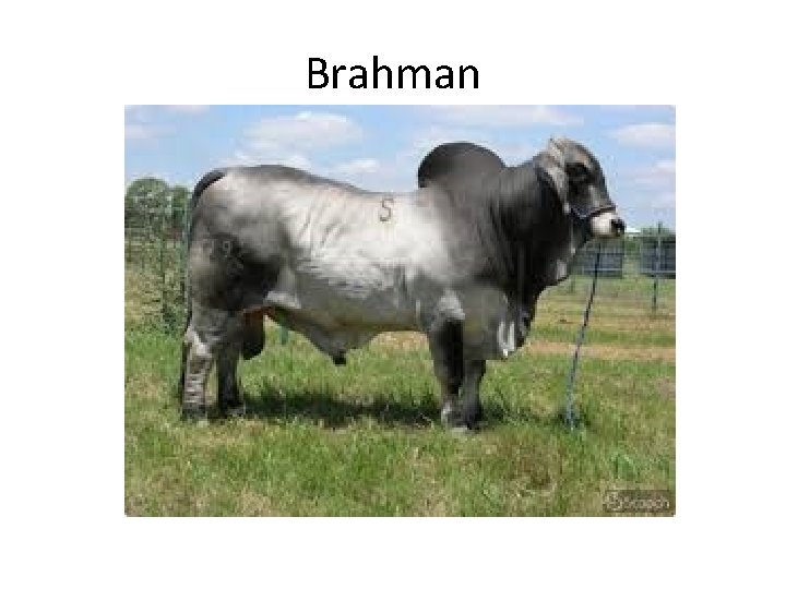 Brahman 