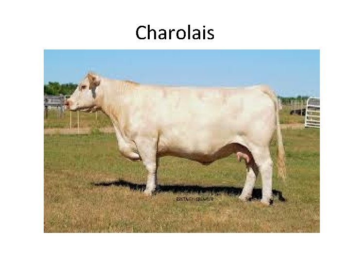 Charolais 