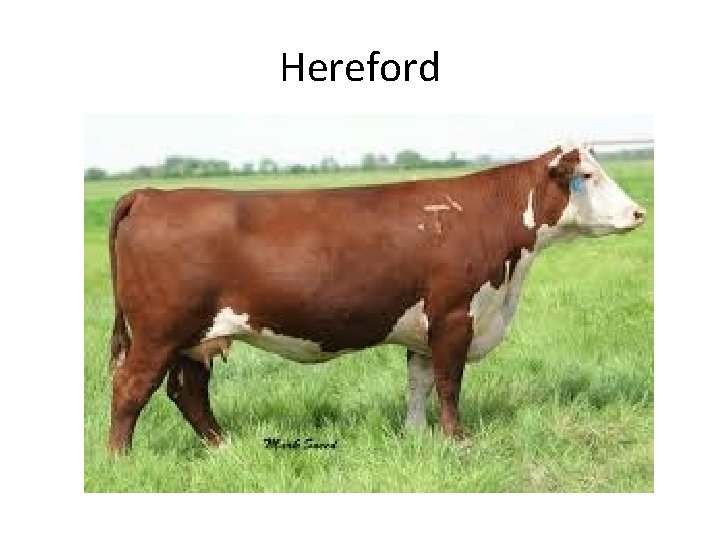 Hereford 