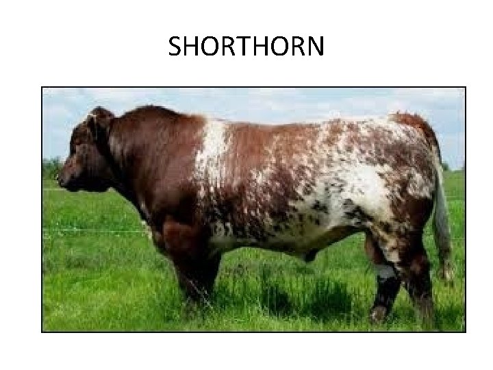 SHORTHORN 