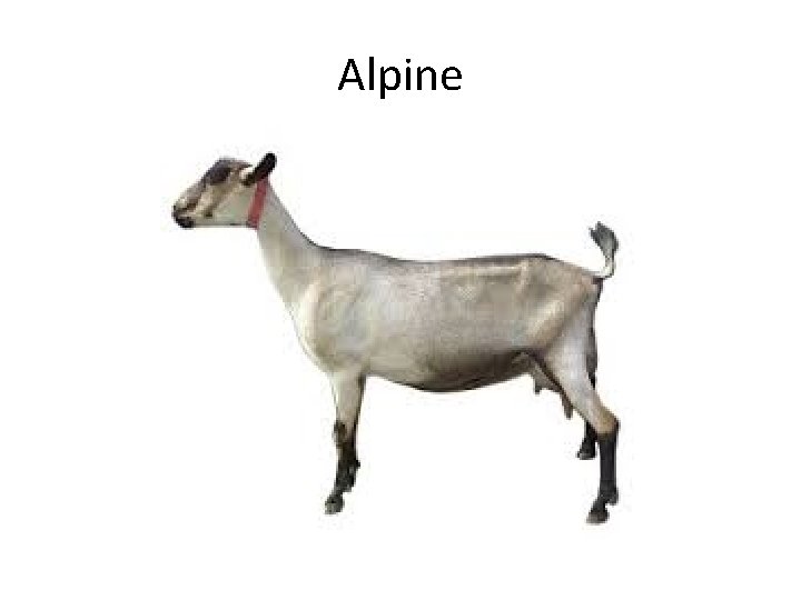 Alpine 