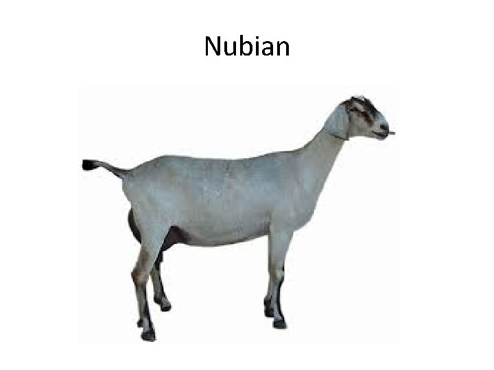Nubian 