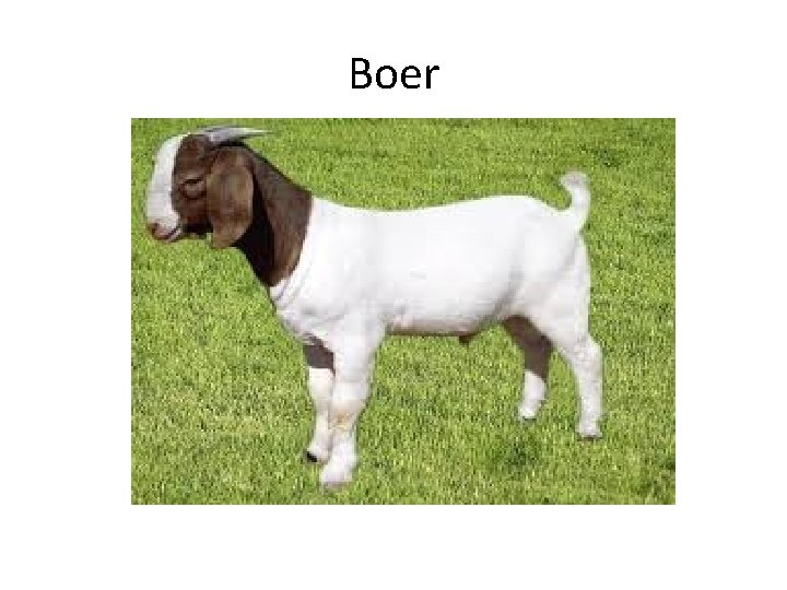 Boer 