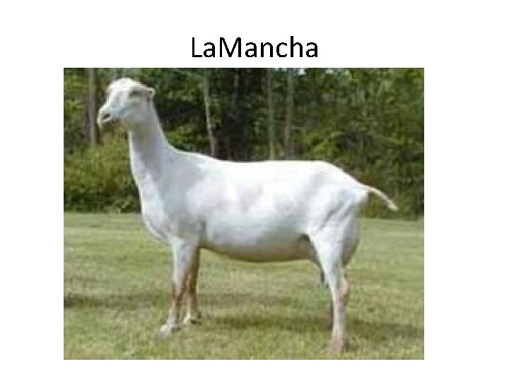 La. Mancha 