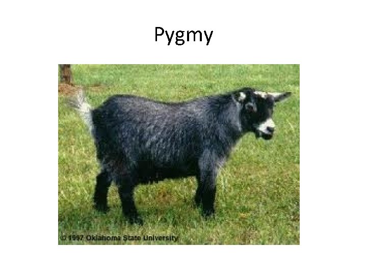 Pygmy 