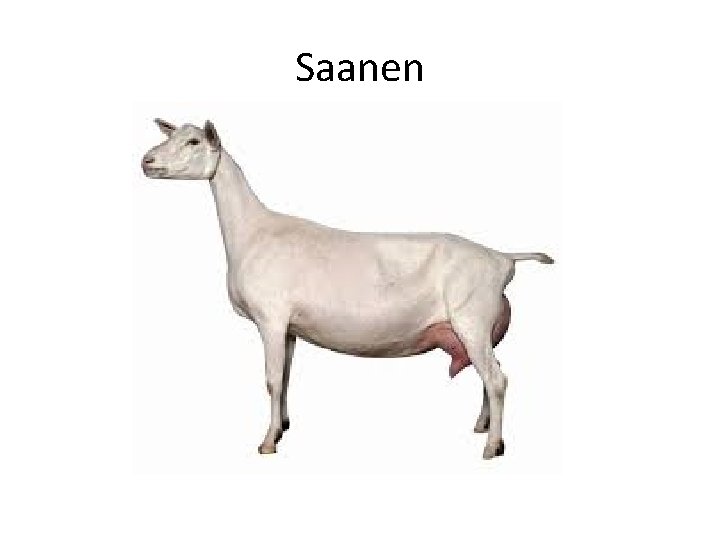 Saanen 