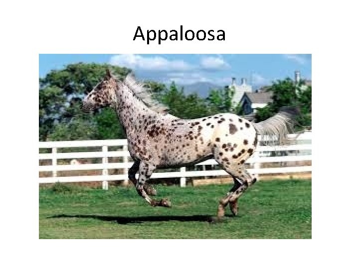 Appaloosa 