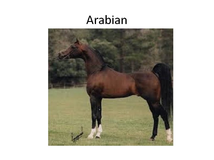 Arabian 