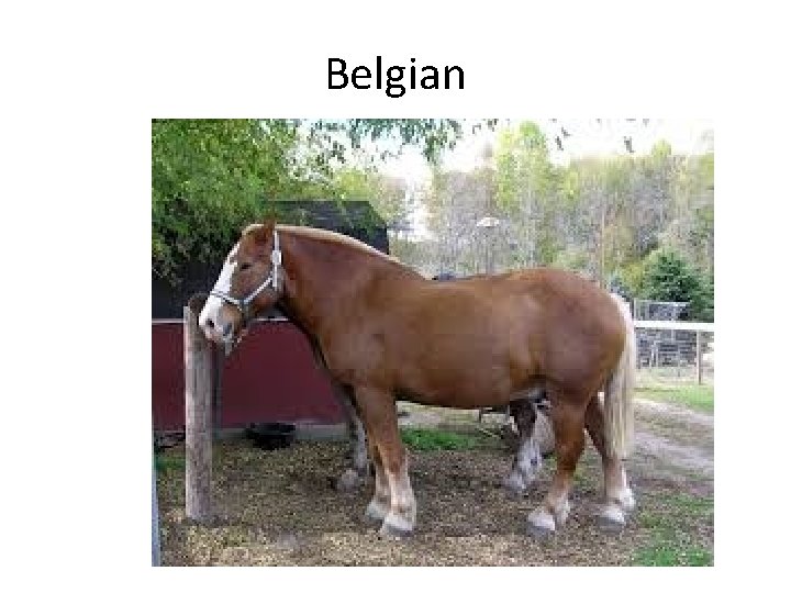 Belgian 