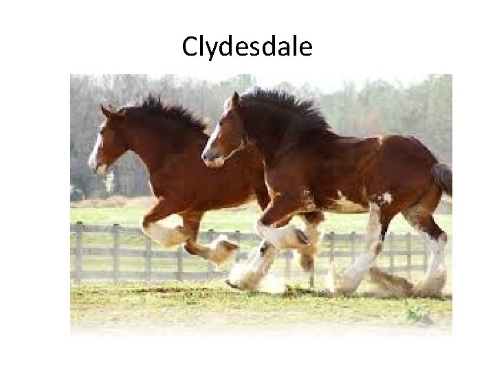 Clydesdale 