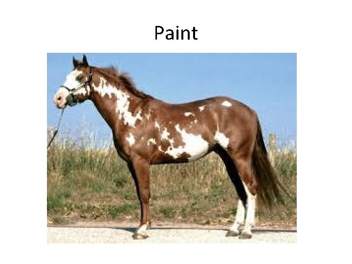 Paint 
