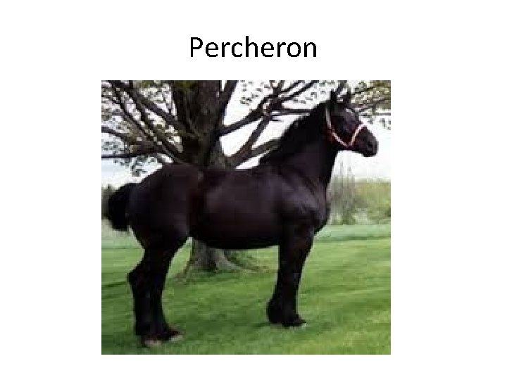 Percheron 