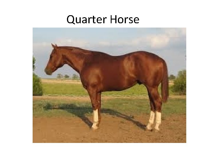 Quarter Horse 