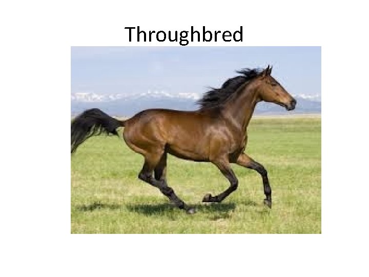 Throughbred 