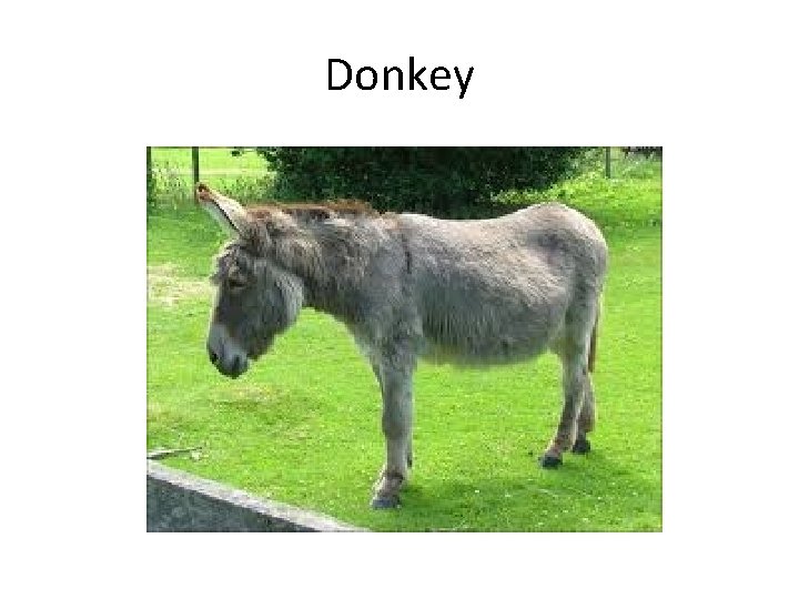 Donkey 
