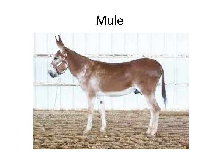 Mule 