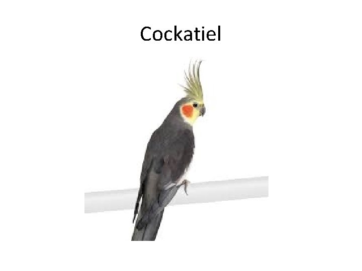 Cockatiel 