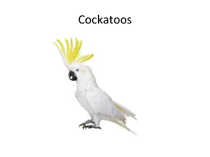 Cockatoos 