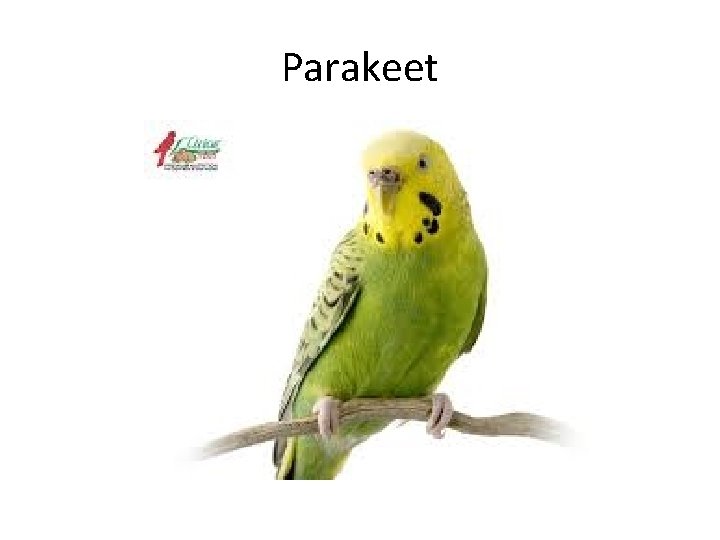 Parakeet 