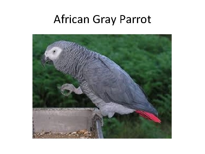 African Gray Parrot 