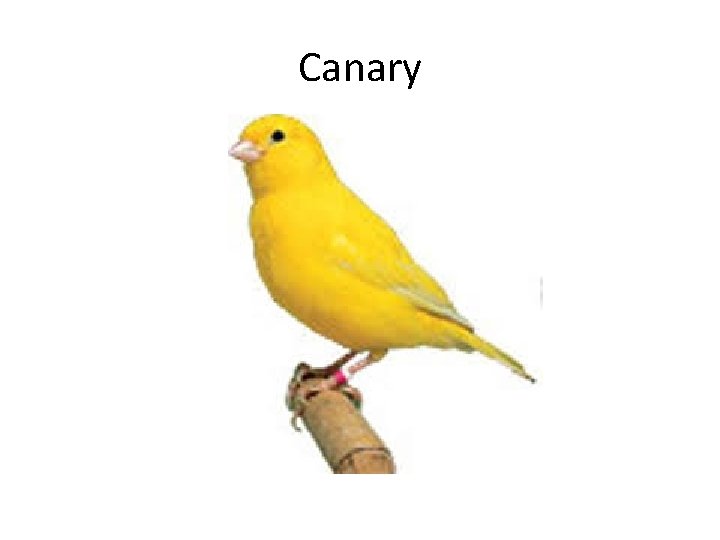 Canary 