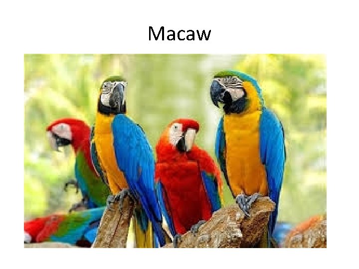 Macaw 