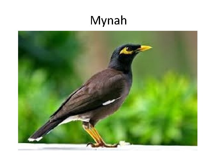 Mynah 
