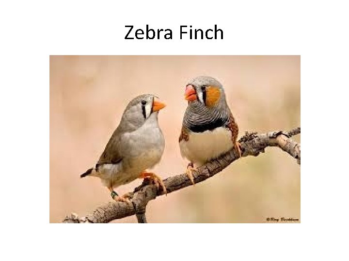 Zebra Finch 