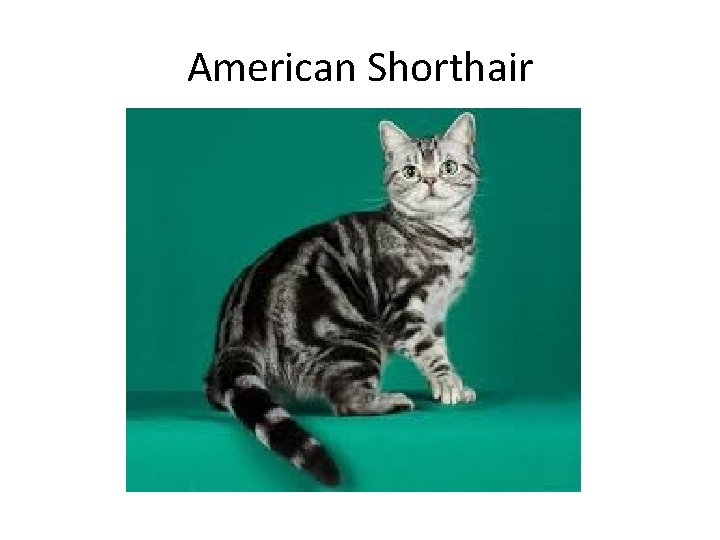 American Shorthair 