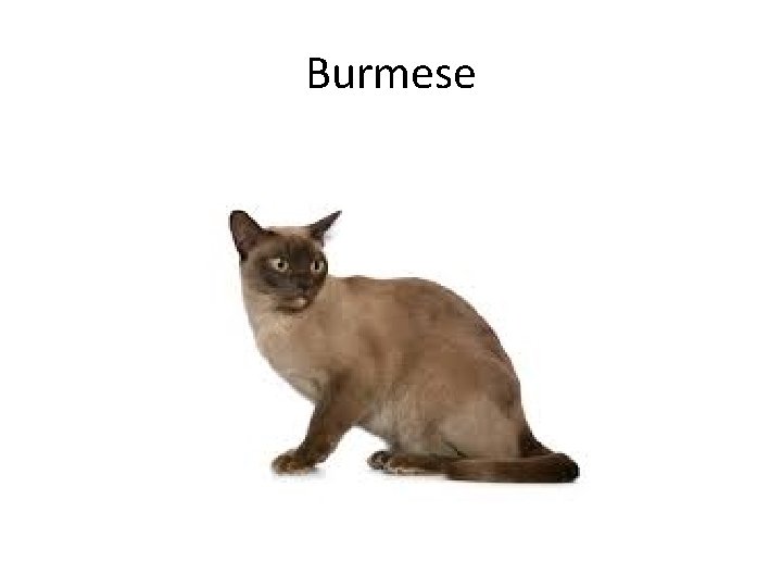 Burmese 