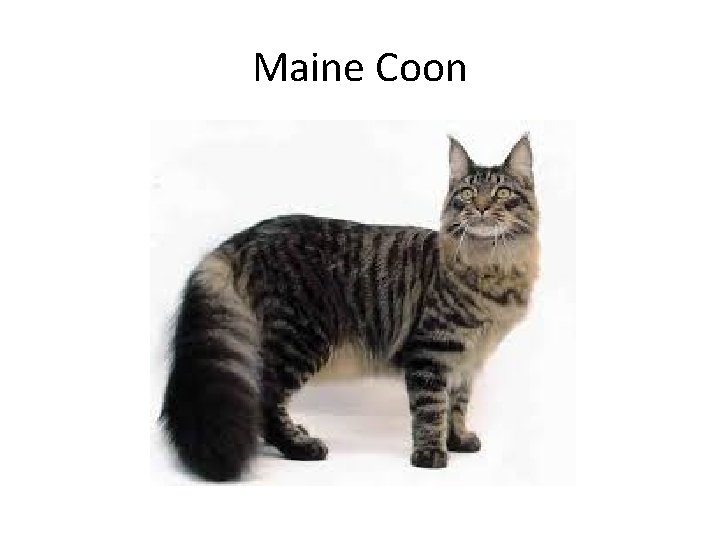 Maine Coon 