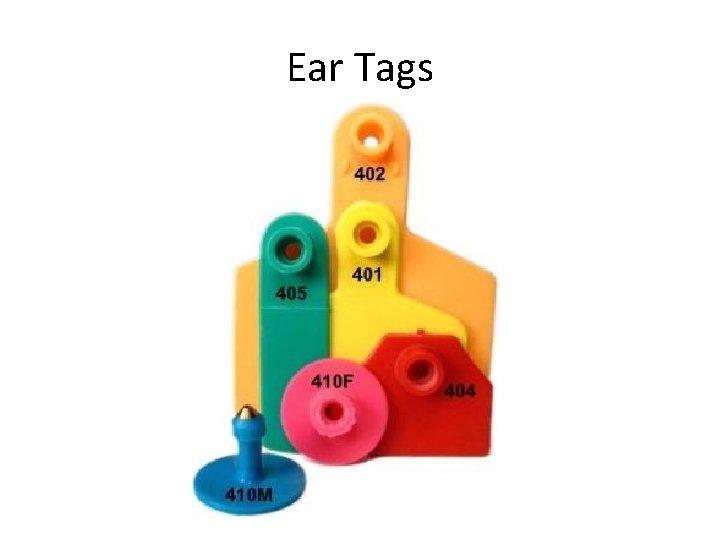Ear Tags 
