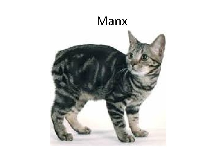 Manx 