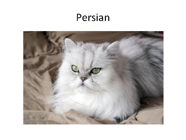 Persian 