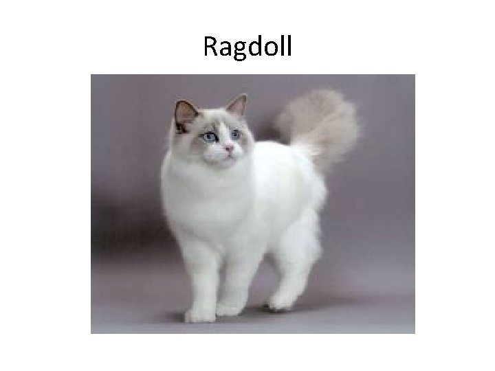 Ragdoll 