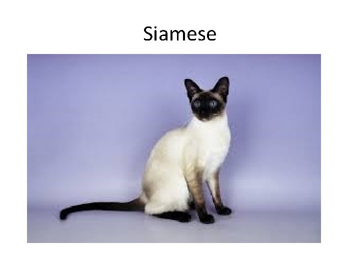 Siamese 