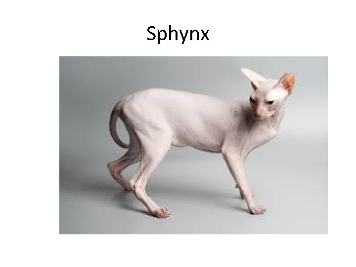 Sphynx 