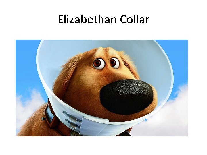 Elizabethan Collar 