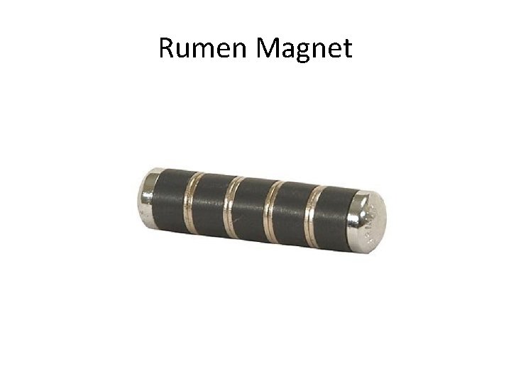 Rumen Magnet 