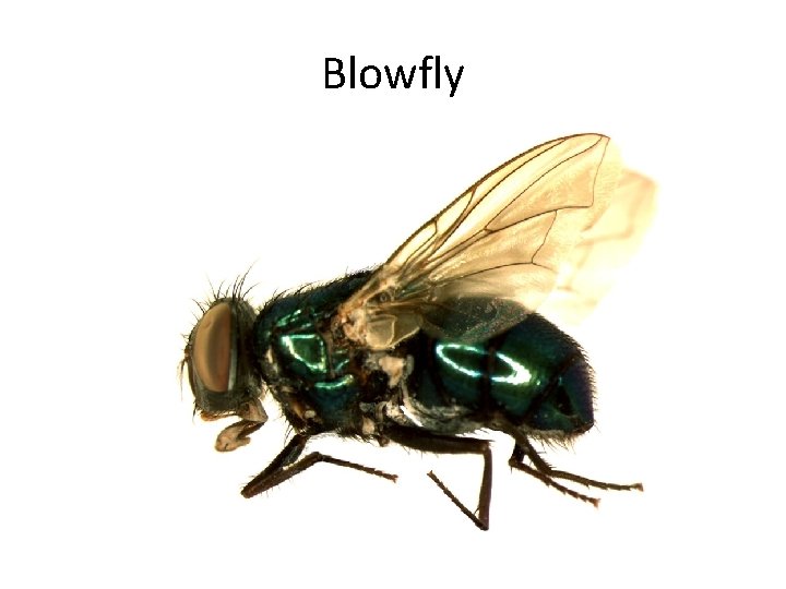 Blowfly 