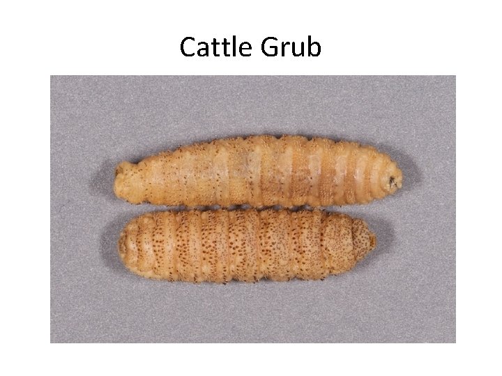 Cattle Grub 