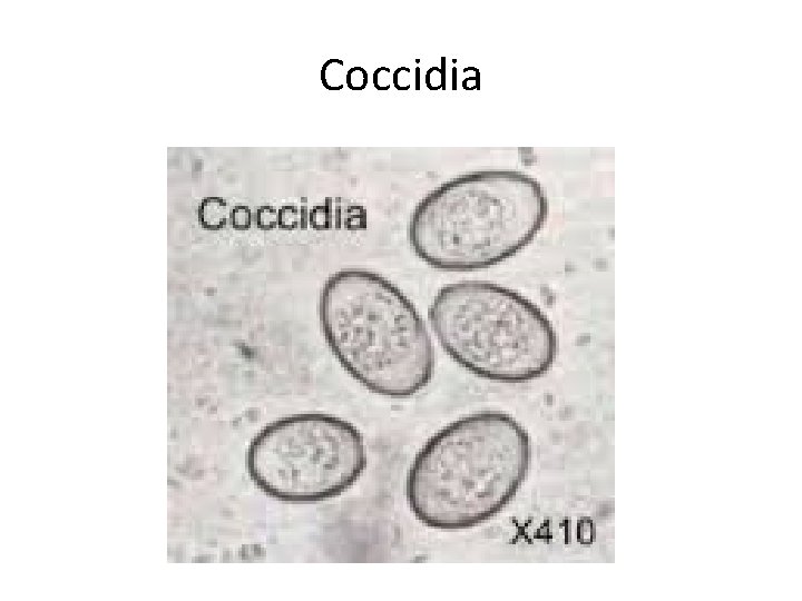 Coccidia 