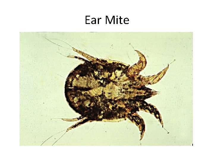 Ear Mite 