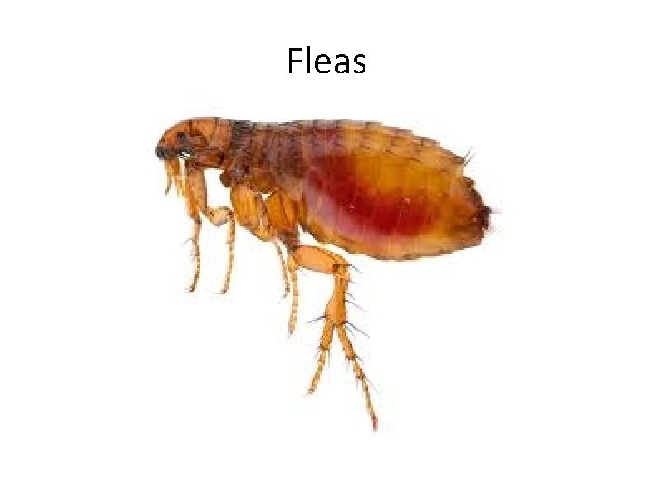 Fleas 